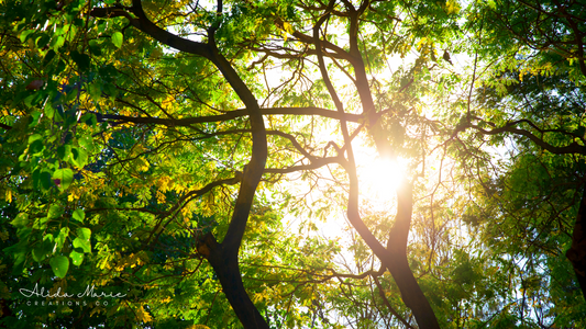 Be the Light: Empowering Your Loved Ones Through Their Mental Health Journey