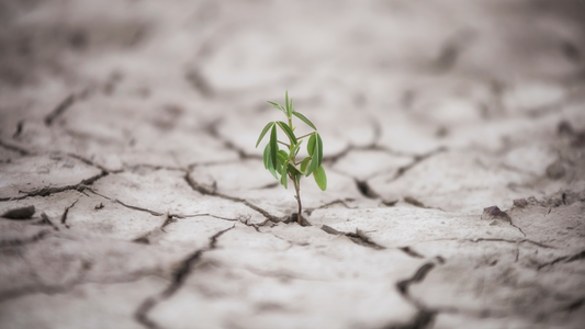 How to Cultivate Emotional Resilience in Difficult Times